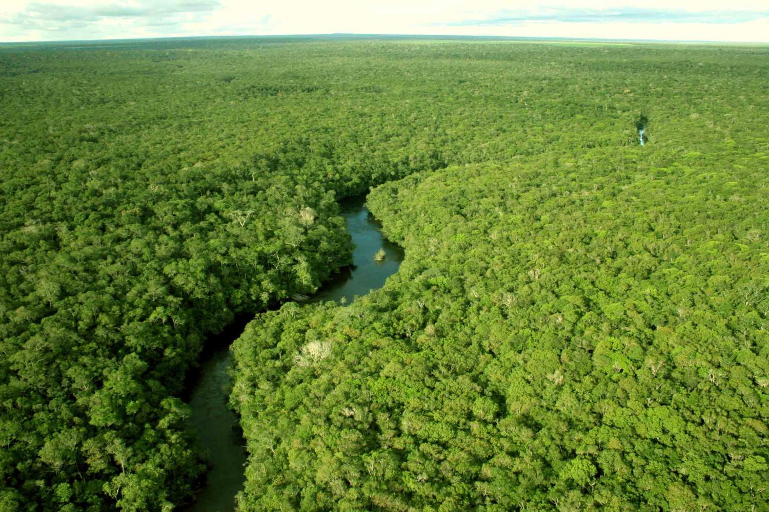 Amazônia: projetos preveem criação de quase 500 mil empregos