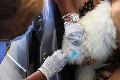 Campanha de vacinação contra a raiva começa nesta segunda-feira (14)