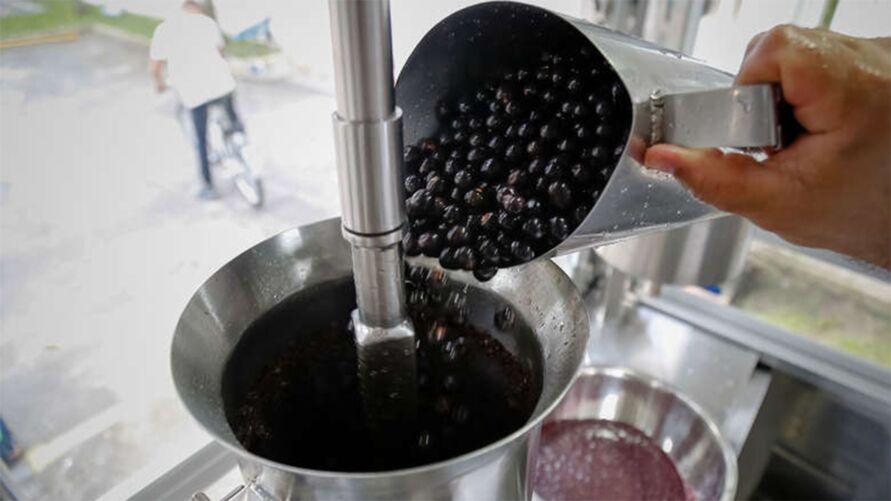 Pesquisa aponta o açaí como tratamento contra a covid-19