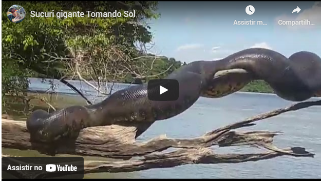 Vídeo de ‘anaconda brasileira’ tomando sol roda o mundo; assista