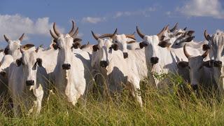 Vírus da raiva circula em Aveiro e órgão teme transmissão para os seres humanos