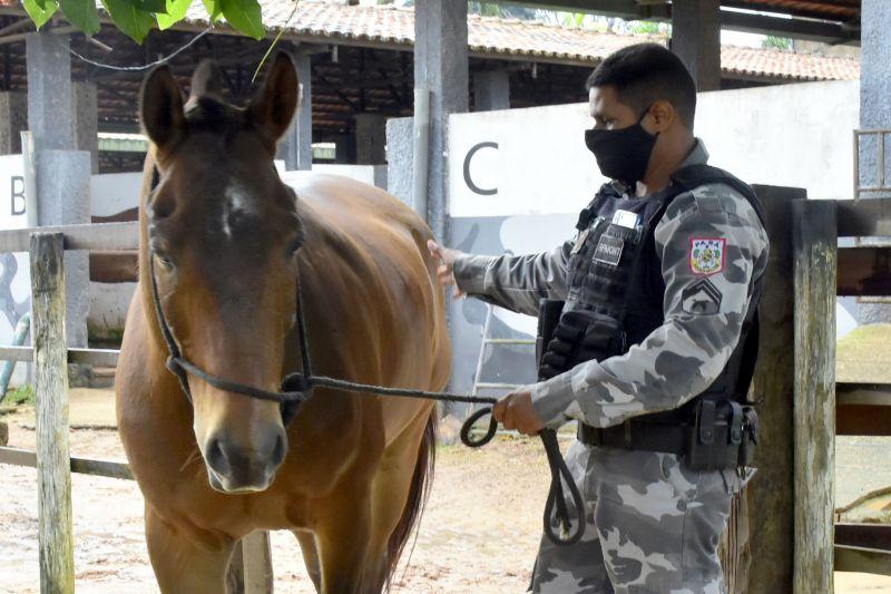 Animais recebem cuidados e auxiliam no combate a criminalidade no Pará