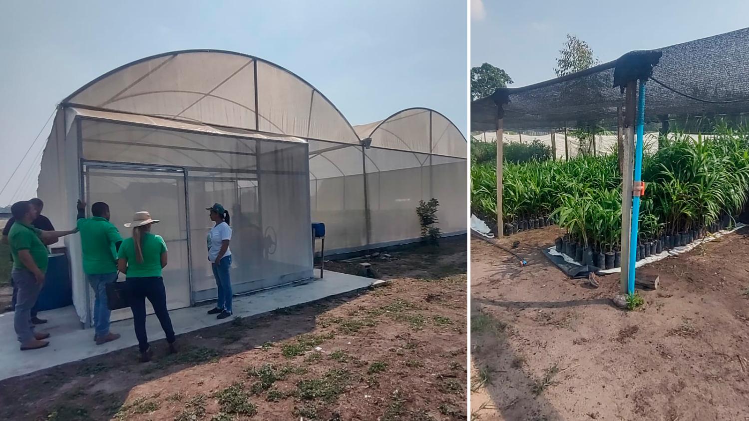 Viveiro de mudas já é uma realidade em Itaituba no Pará