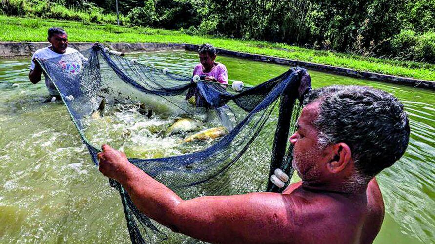 Agronegócio do Pará contribui para o PIB