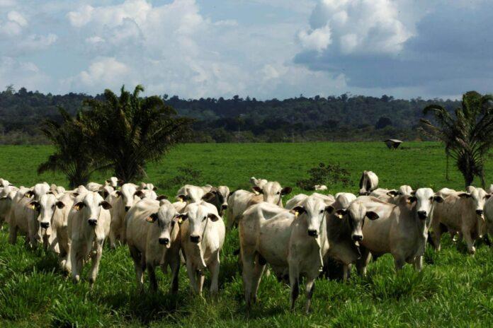 Exportação de produtos do agronegócio paraense avançou quase 70%