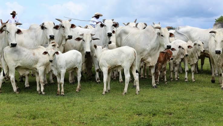 Pará deve ter 102 leilões de gado até o final de 2023