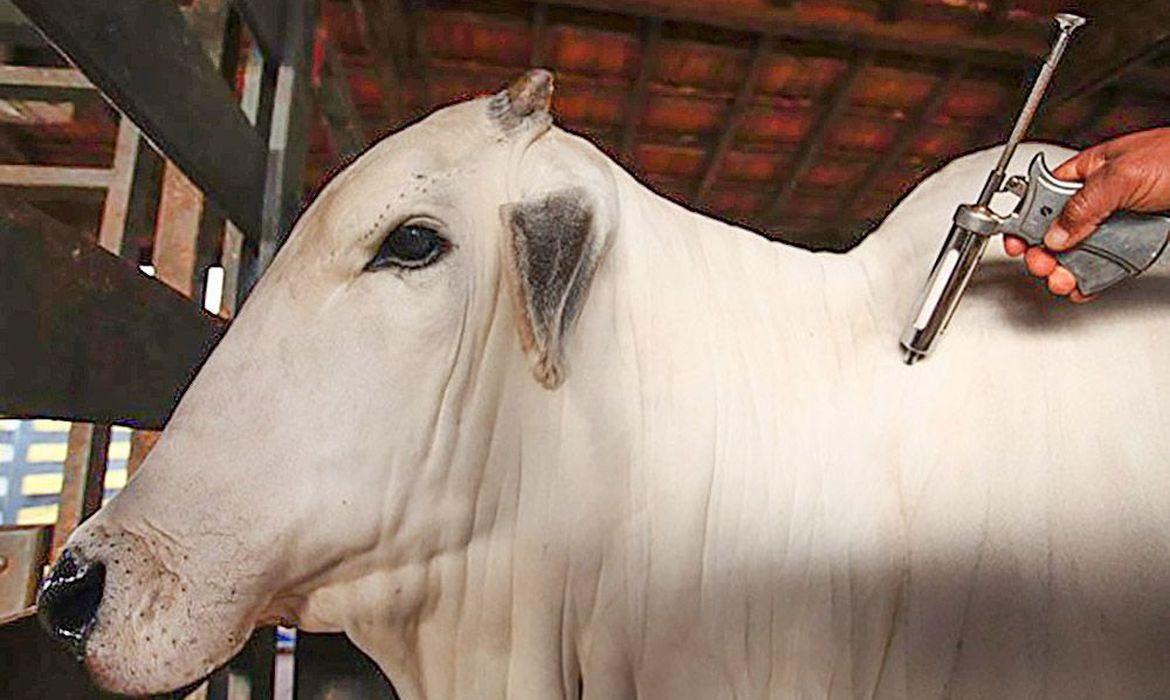 Pará busca agora certificação internacional de livre da febre aftosa