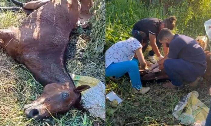 Cavalo com perna quebrada é submetido à eutanásia, em Itaituba