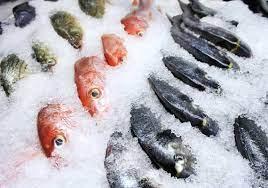 Tarifas dos EUA atingem duramente o Estado do Pará, maior exportador de pescados do Brasil