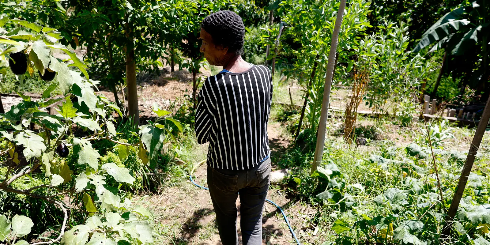 Horta comunitária reúne memória, cuidado e cidadania em favela do Rio