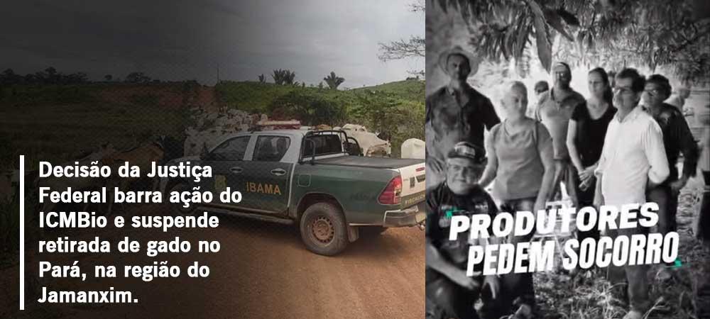 Decisão da Justiça Federal barra ação do ICMBio e suspende retirada de gado na região do Jamanxim no Pará