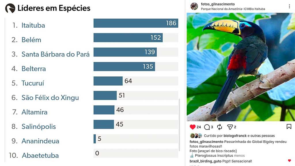 Itaituba se destaca no Global Big Day 2026 e lidera ranking de espécies registradas no Pará