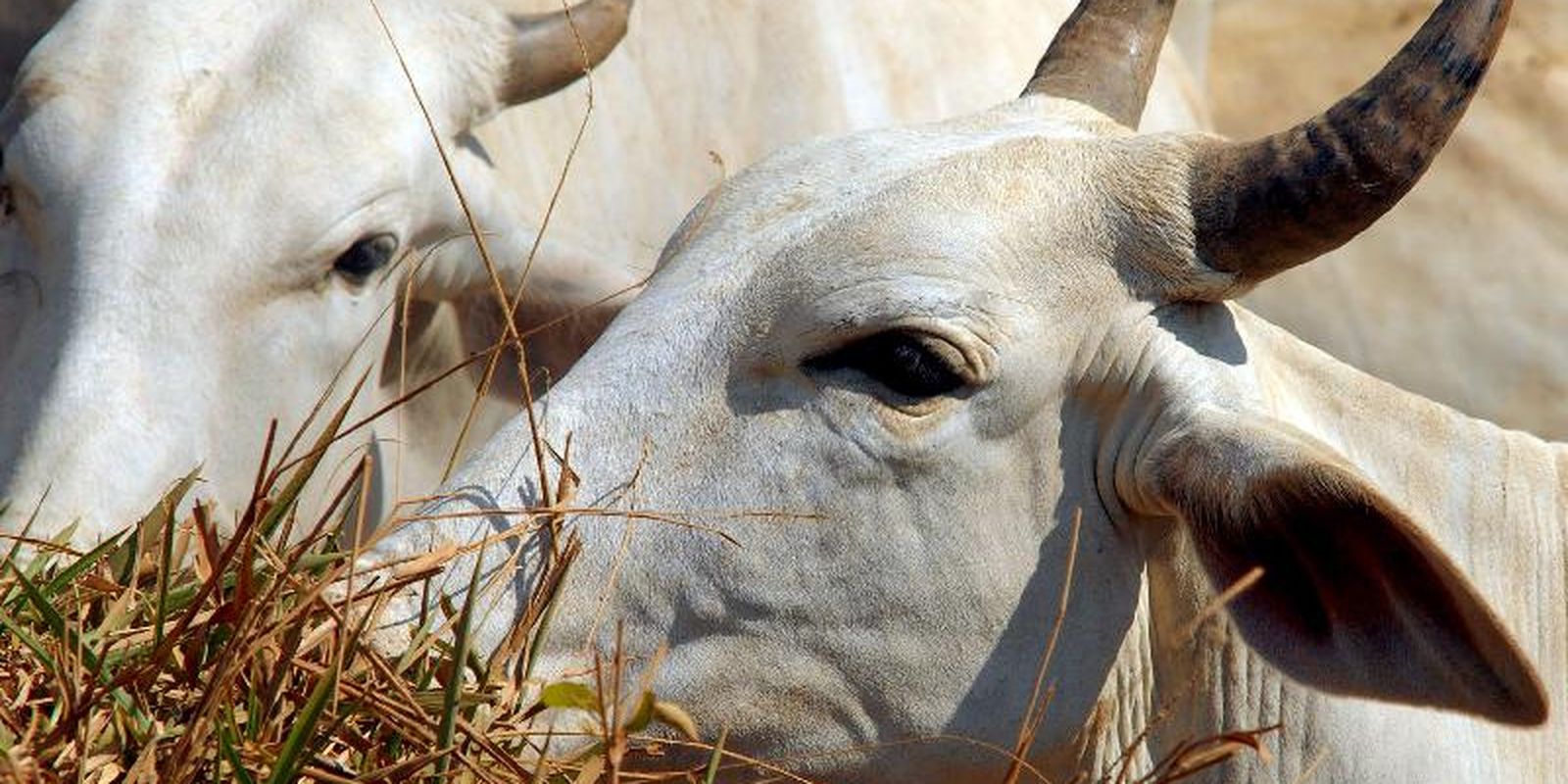 Carne brasileira passa a pagar tarifa de 67% para entrar na China