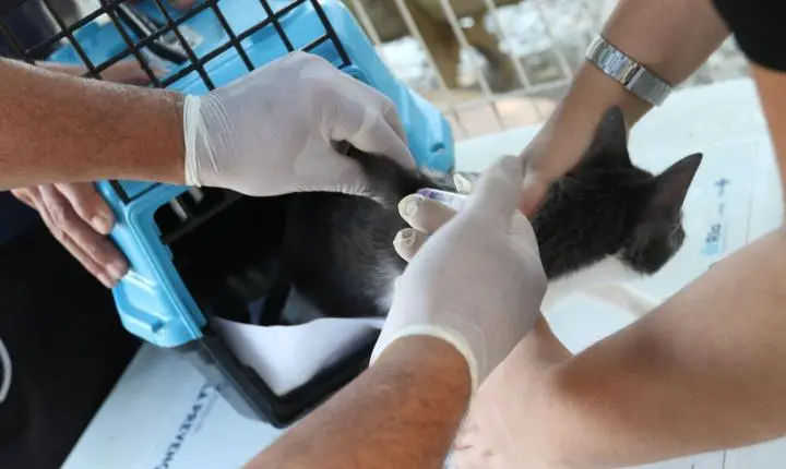 Rio confirma caso de raiva em cão que teve contato com morcego